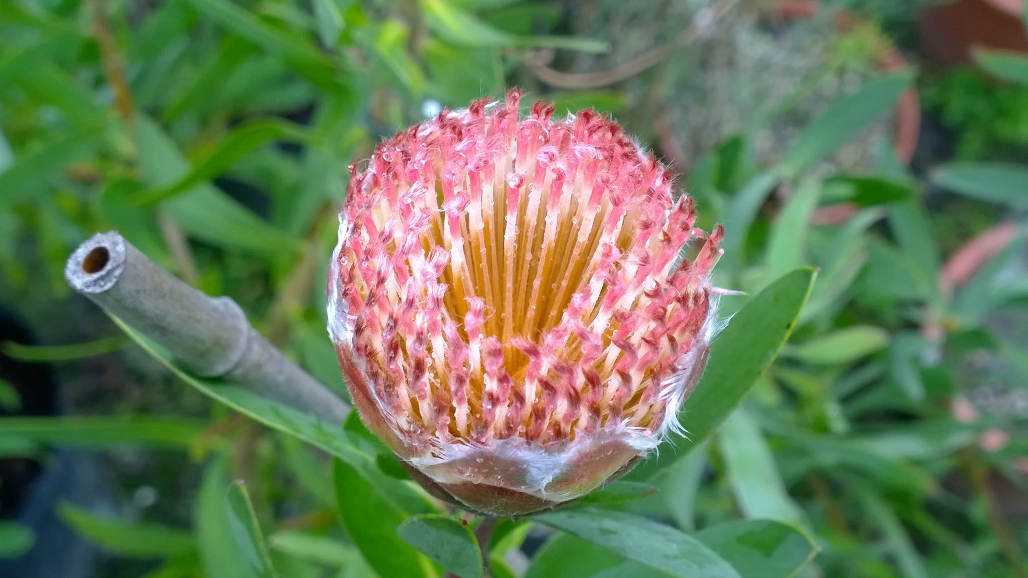 按此在新視窗瀏覽圖片