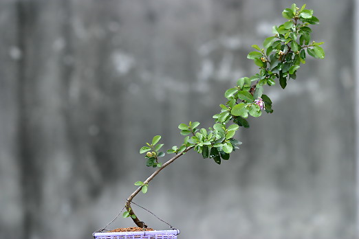 按此在新視窗瀏覽圖片