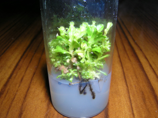 «ö¦¹¦b·sµøµ¡ÂsÄý¹Ï¤ù