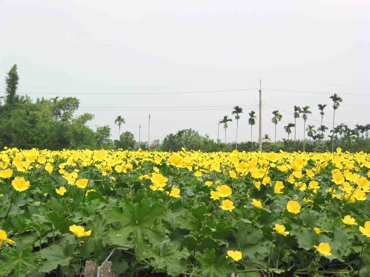 按此在新視窗瀏覽圖片