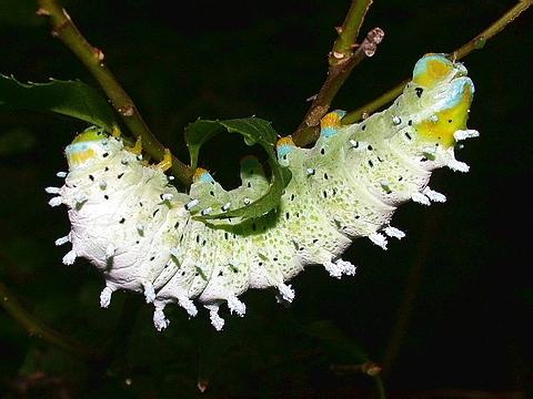 按此在新視窗瀏覽圖片