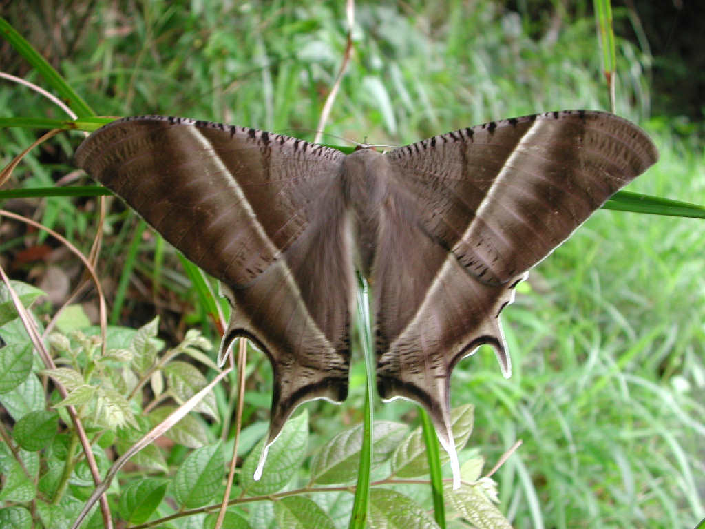 按此在新視窗瀏覽圖片