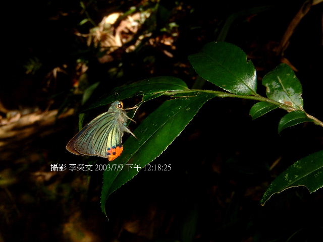 按此在新視窗瀏覽圖片