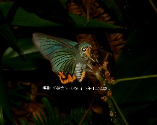 按此在新視窗瀏覽圖片
