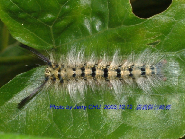 按此在新視窗瀏覽圖片