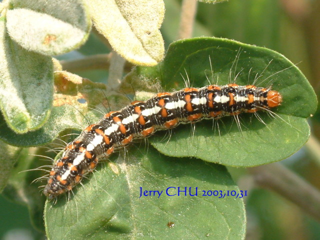 按此在新視窗瀏覽圖片