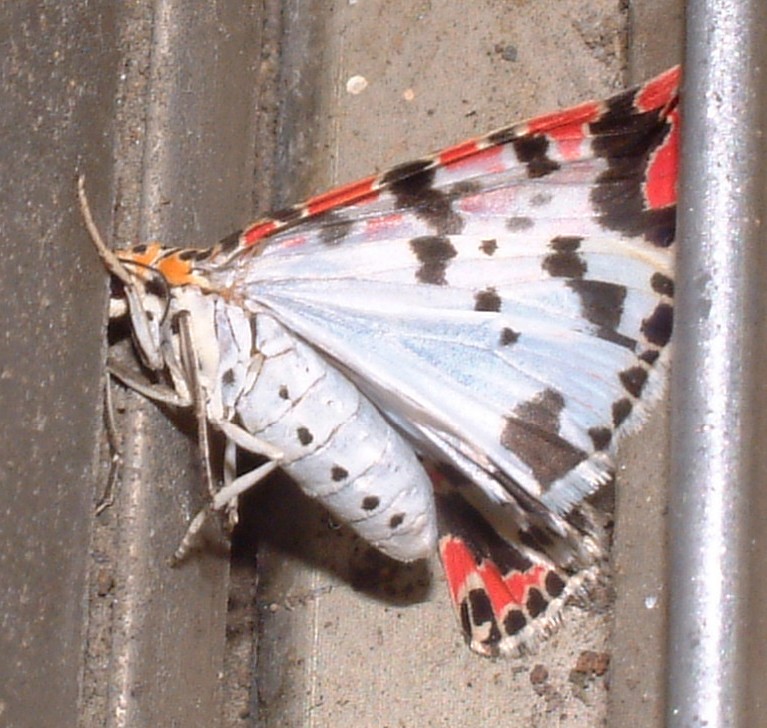 按此在新視窗瀏覽圖片