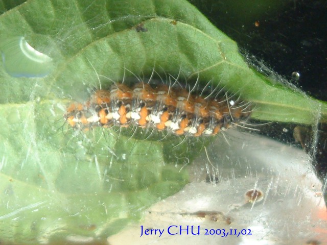 按此在新視窗瀏覽圖片