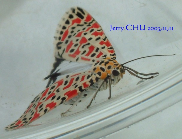 按此在新視窗瀏覽圖片