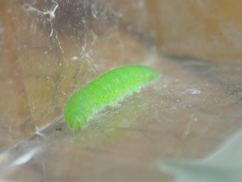 按此在新視窗瀏覽圖片