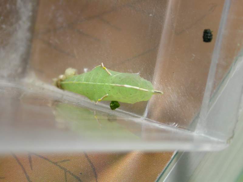 按此在新視窗瀏覽圖片