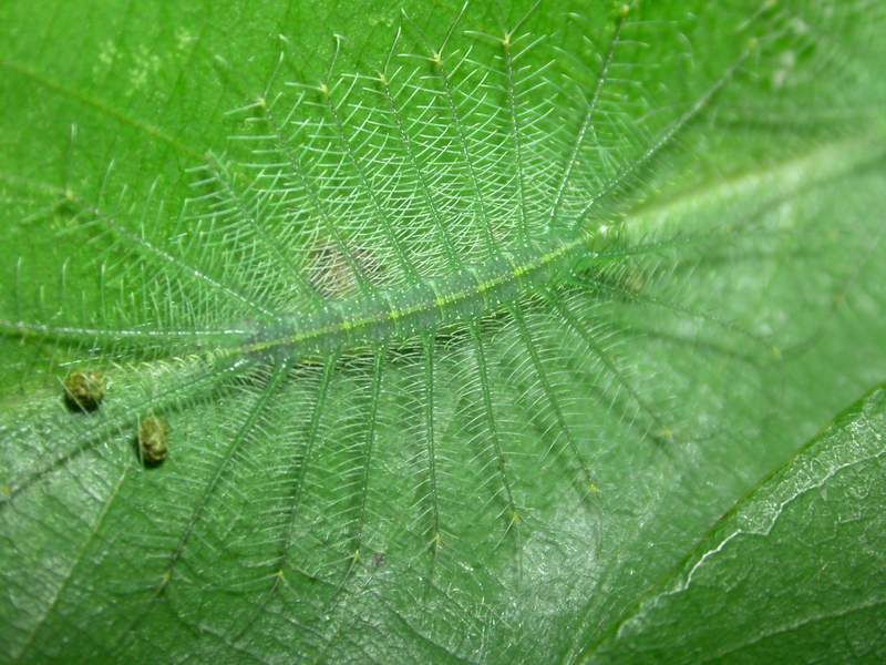 按此在新視窗瀏覽圖片