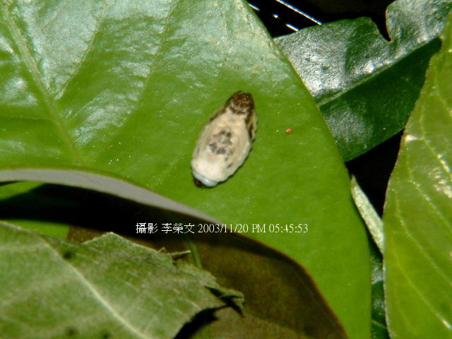 «ö¦¹¦b·sµøµ¡ÂsÄý¹Ï¤ù