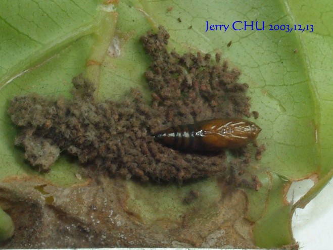 按此在新視窗瀏覽圖片