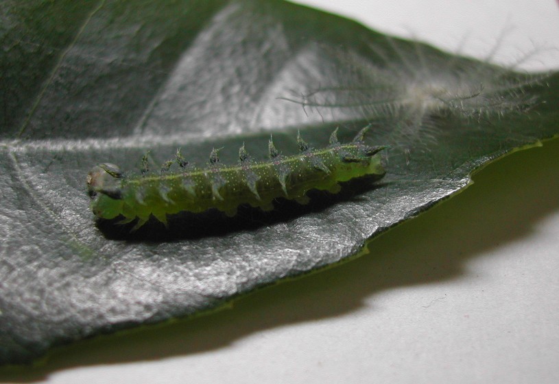 按此在新視窗瀏覽圖片