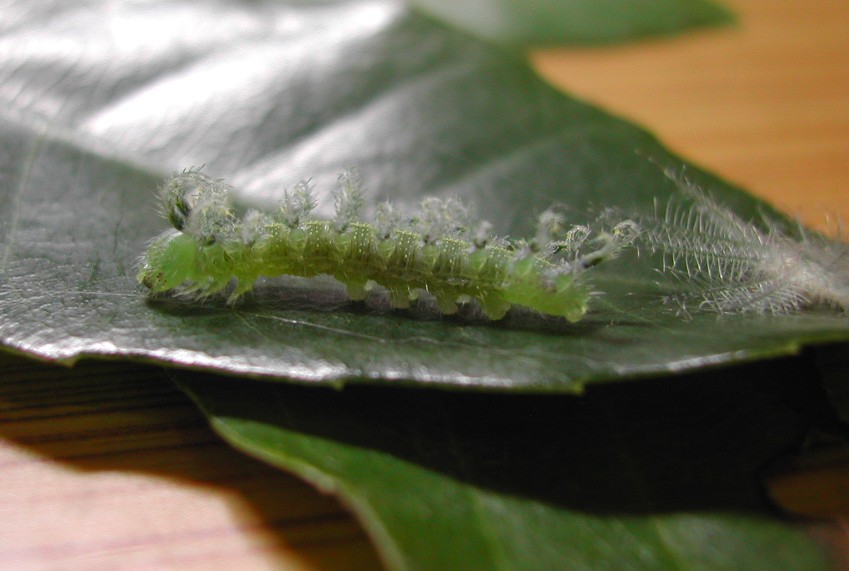 按此在新視窗瀏覽圖片