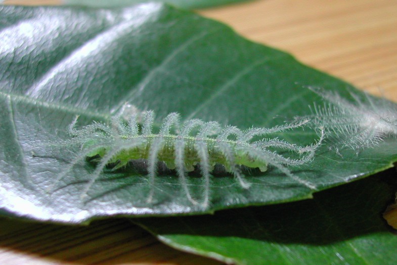 按此在新視窗瀏覽圖片