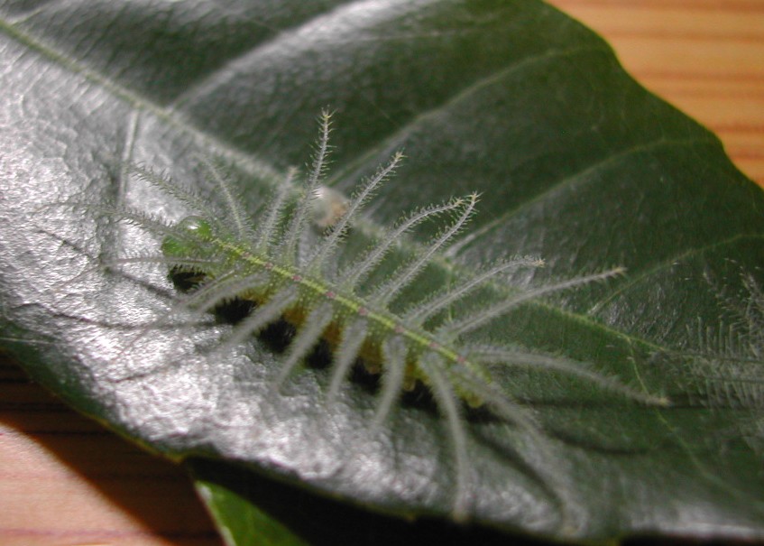 按此在新視窗瀏覽圖片