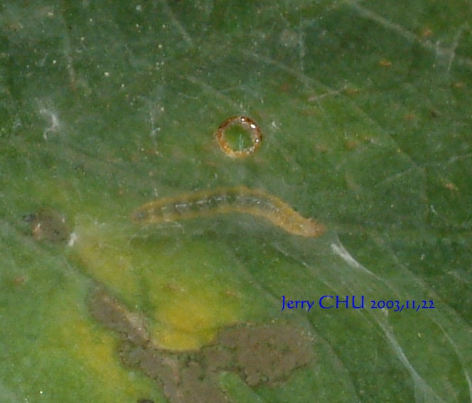 按此在新視窗瀏覽圖片