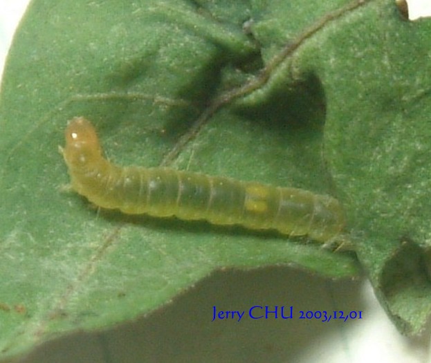 按此在新視窗瀏覽圖片