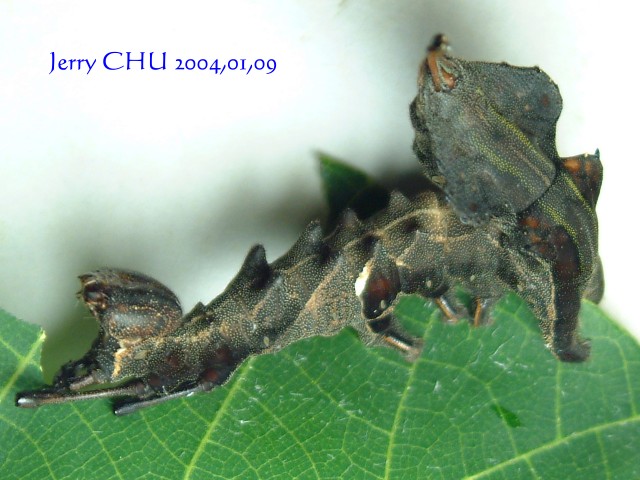 按此在新視窗瀏覽圖片