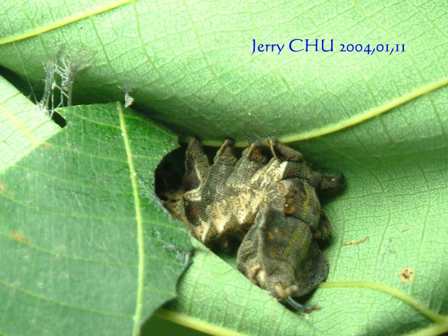 按此在新視窗瀏覽圖片