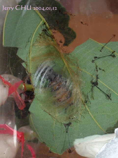 按此在新視窗瀏覽圖片