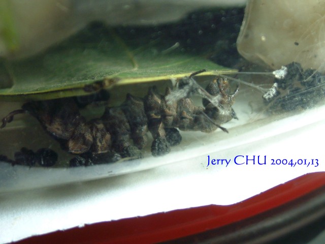 按此在新視窗瀏覽圖片