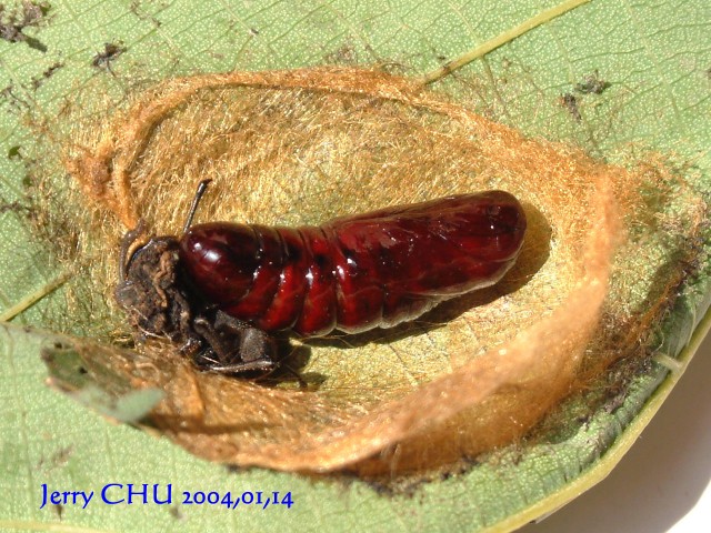 按此在新視窗瀏覽圖片