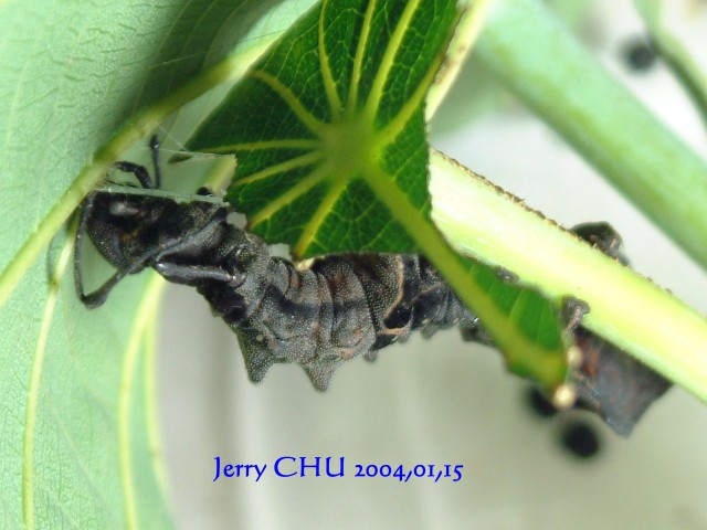 按此在新視窗瀏覽圖片