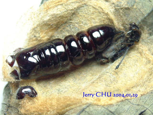 按此在新視窗瀏覽圖片