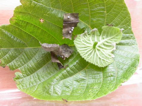 按此在新視窗瀏覽圖片