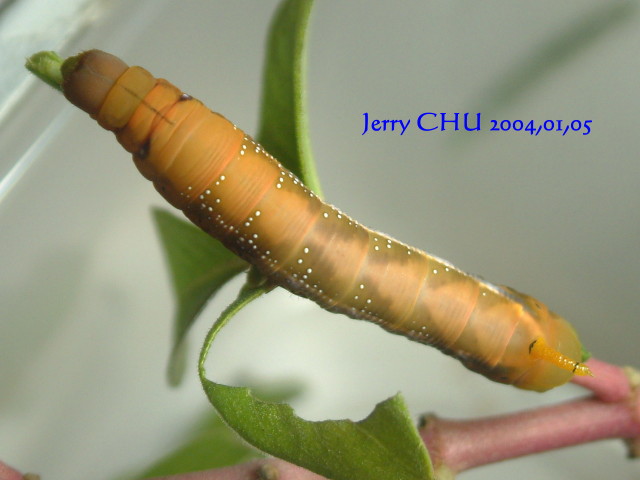 按此在新視窗瀏覽圖片