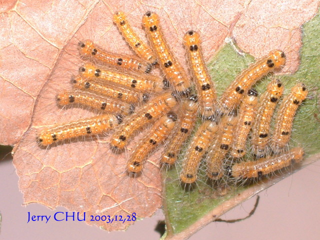 «ö¦¹¦b·sµøµ¡ÂsÄý¹Ï¤ù