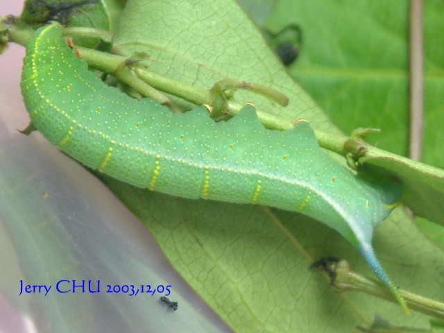 按此在新視窗瀏覽圖片