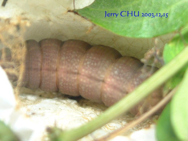 按此在新視窗瀏覽圖片