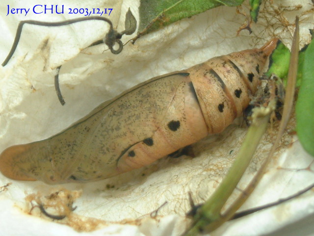 按此在新視窗瀏覽圖片