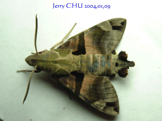 按此在新視窗瀏覽圖片