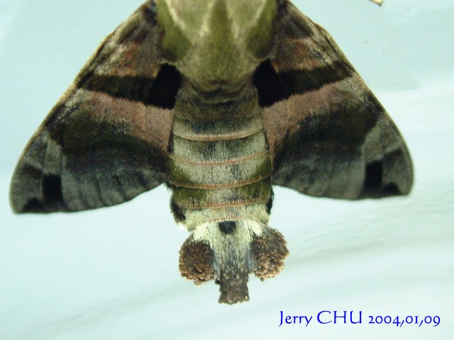 按此在新視窗瀏覽圖片