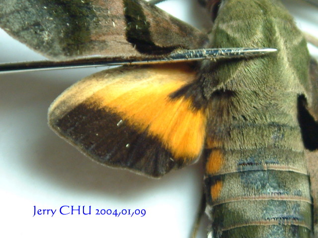 按此在新視窗瀏覽圖片