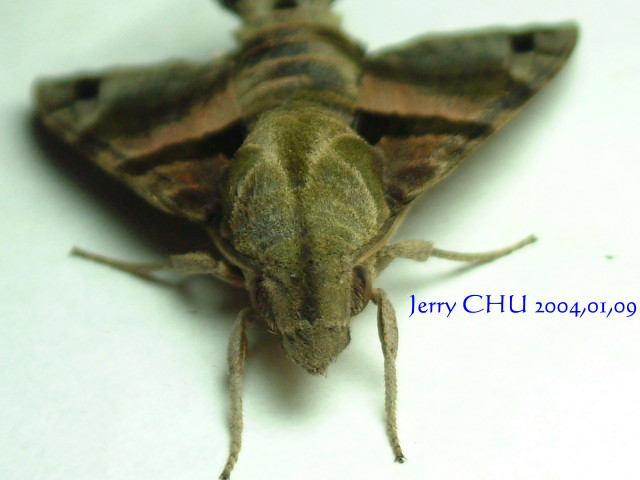 按此在新視窗瀏覽圖片