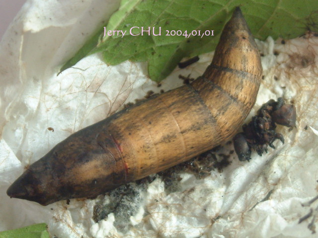 按此在新視窗瀏覽圖片