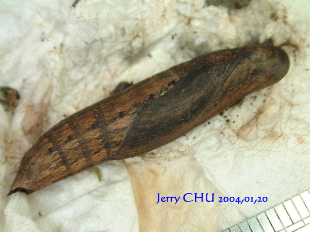 按此在新視窗瀏覽圖片