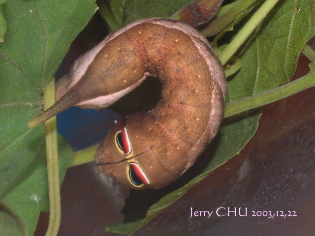 按此在新視窗瀏覽圖片