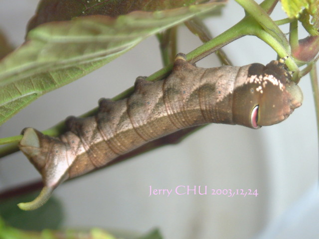 按此在新視窗瀏覽圖片