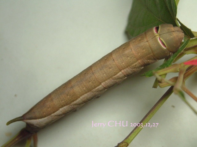 按此在新視窗瀏覽圖片