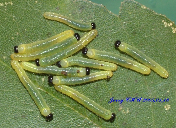 按此在新視窗瀏覽圖片