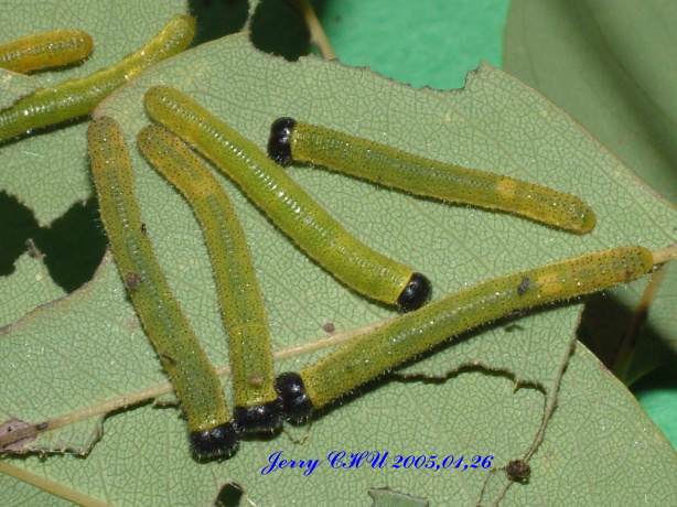 按此在新視窗瀏覽圖片