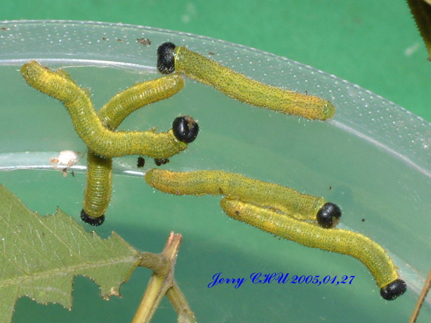 按此在新視窗瀏覽圖片