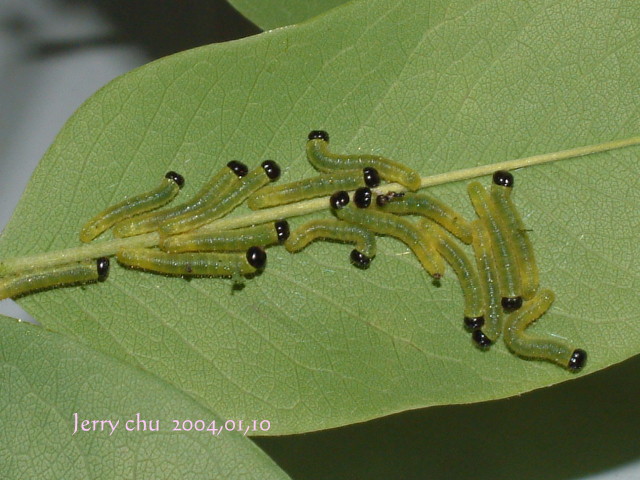 按此在新視窗瀏覽圖片